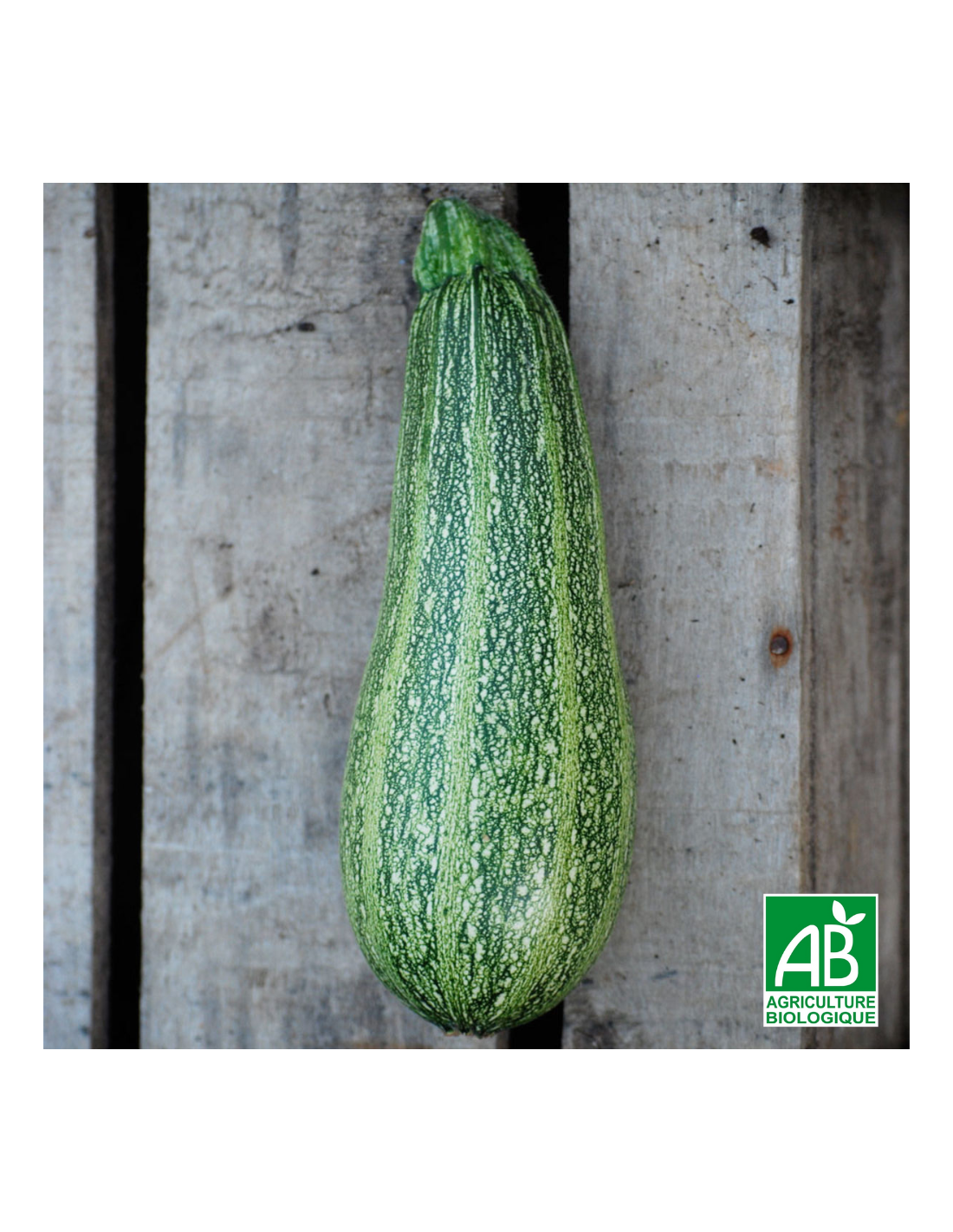 Courgette Grisette de Provence (Greyzini) AB - La ferme de Sainte Marthe