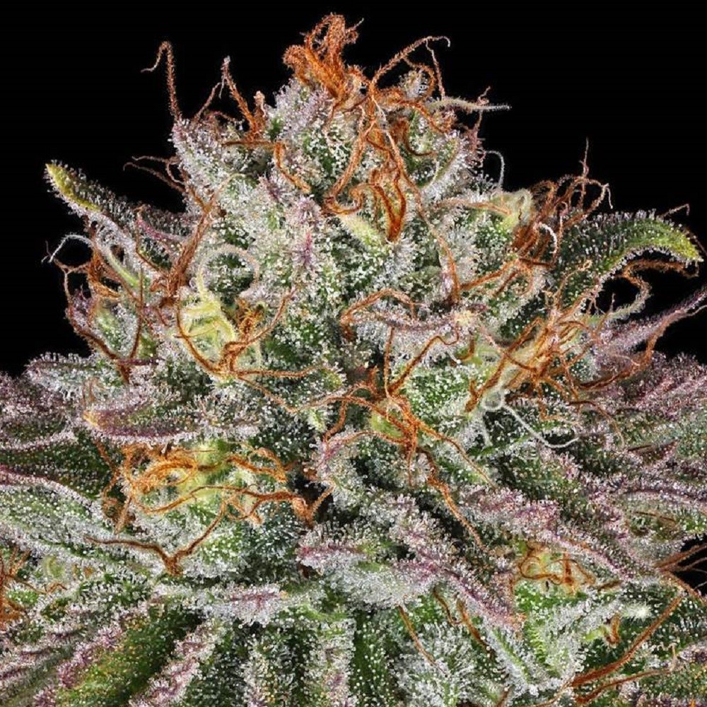 CRITICAL KUSH - graines de...