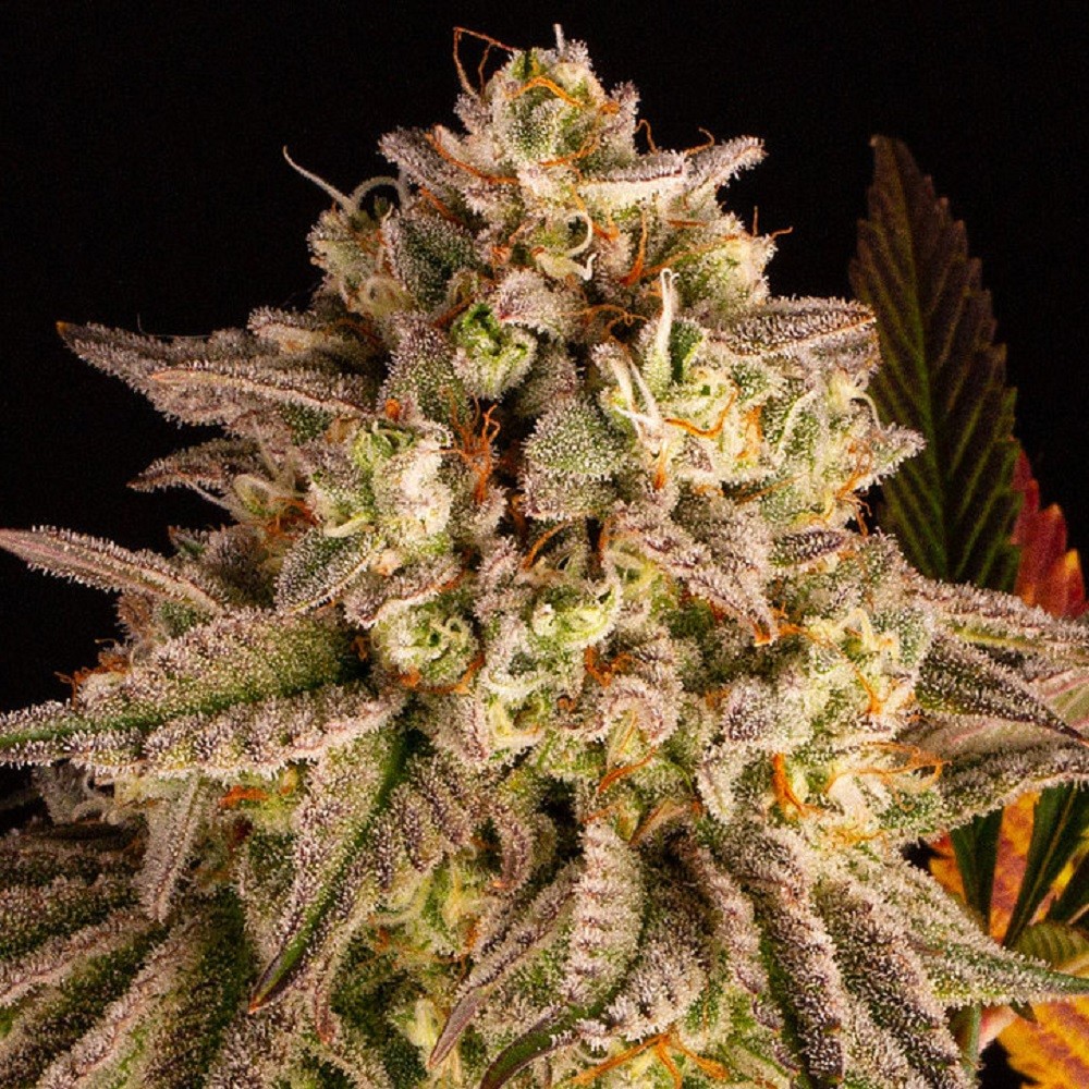 BLUE SUNSET SHERBERT™ -...