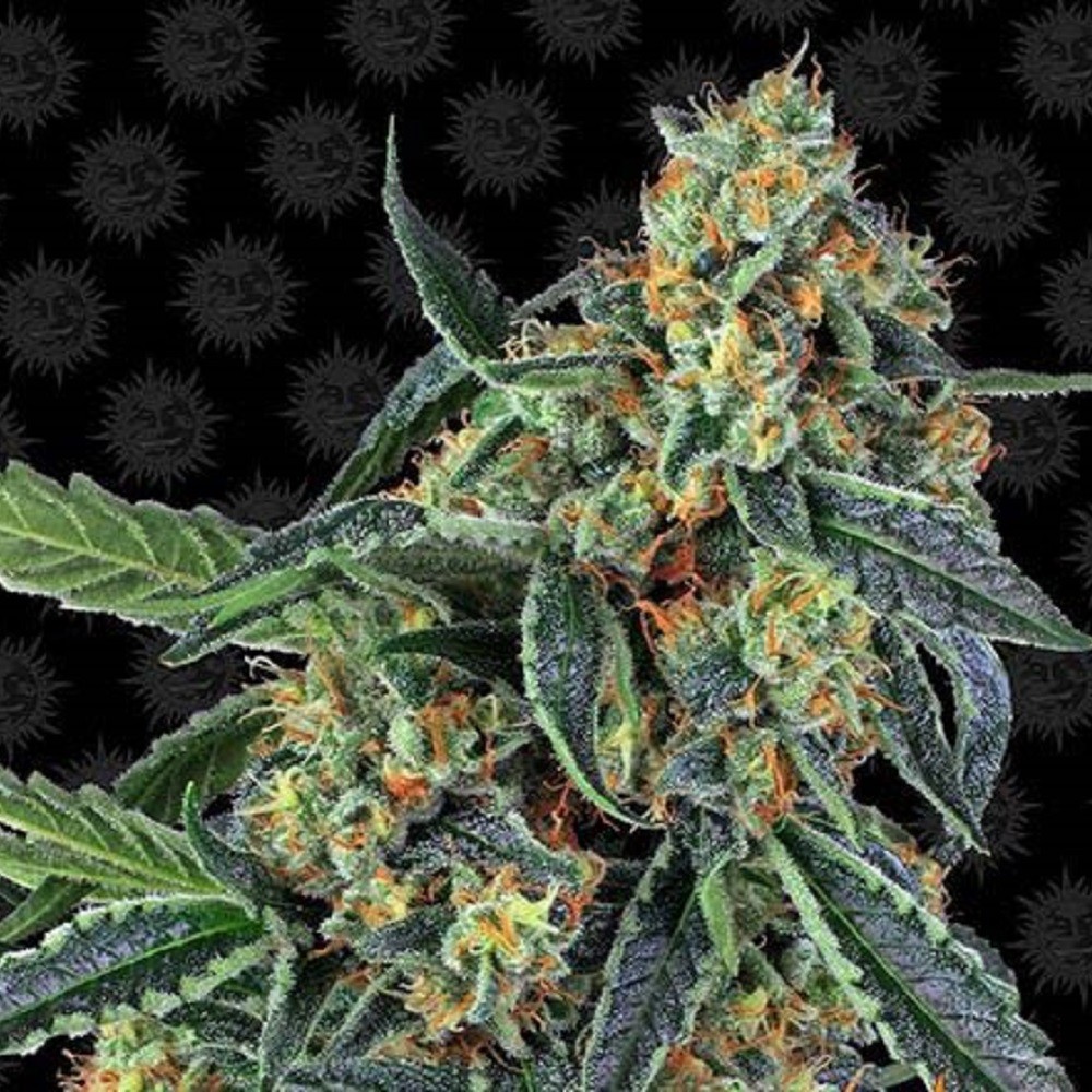 COOKIES KUSH™ - graines de...