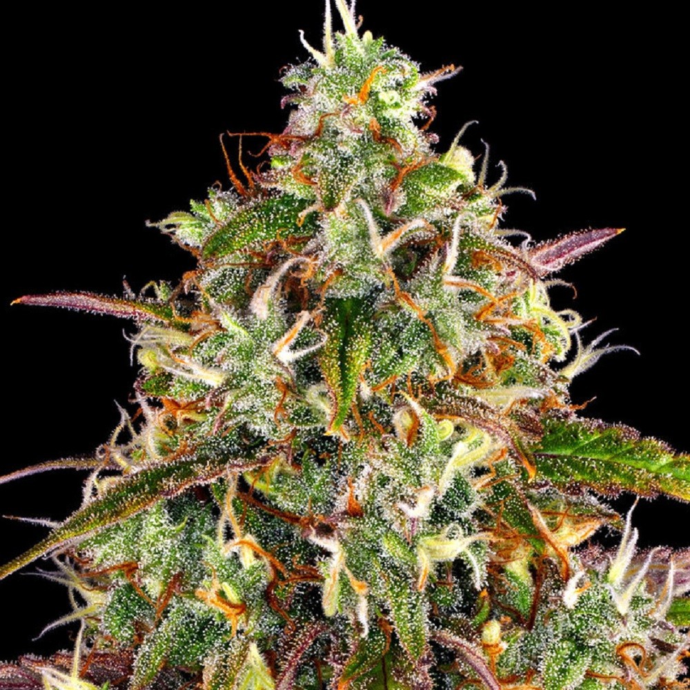 LIBERTY HAZE™ - graines de...