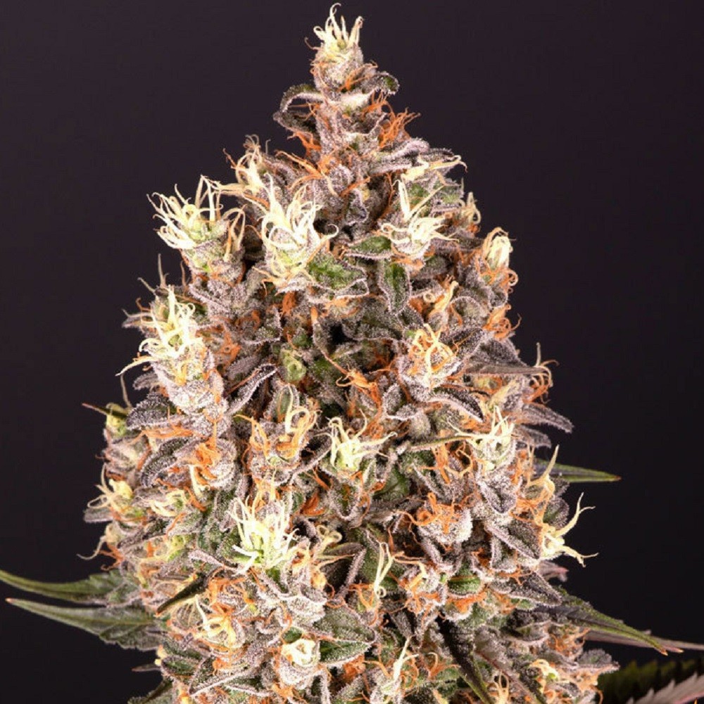 BLUEBERRY OG™ - graines de...