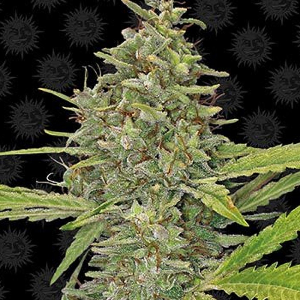 G13 HAZE™ - graines de...