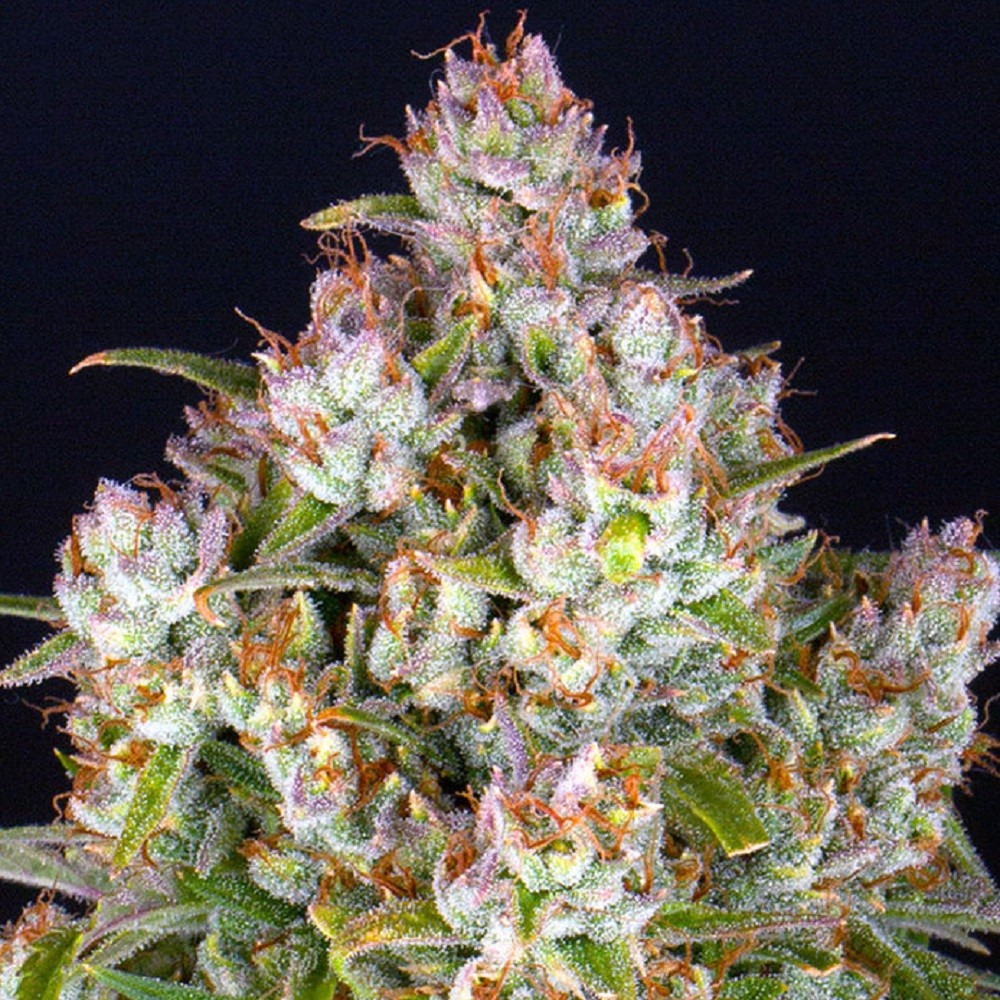 WEDDING CAKE AUTO™  -...