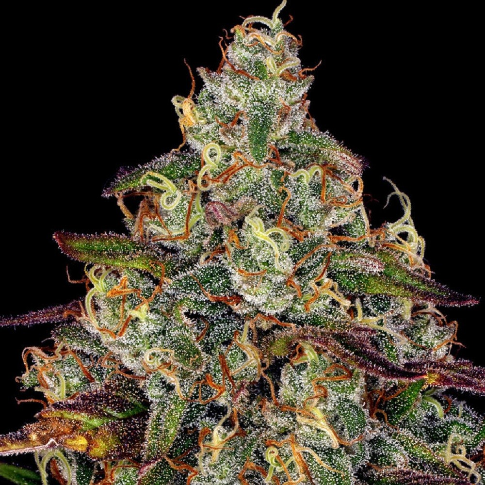 AMNESIA LEMON™  - graines...