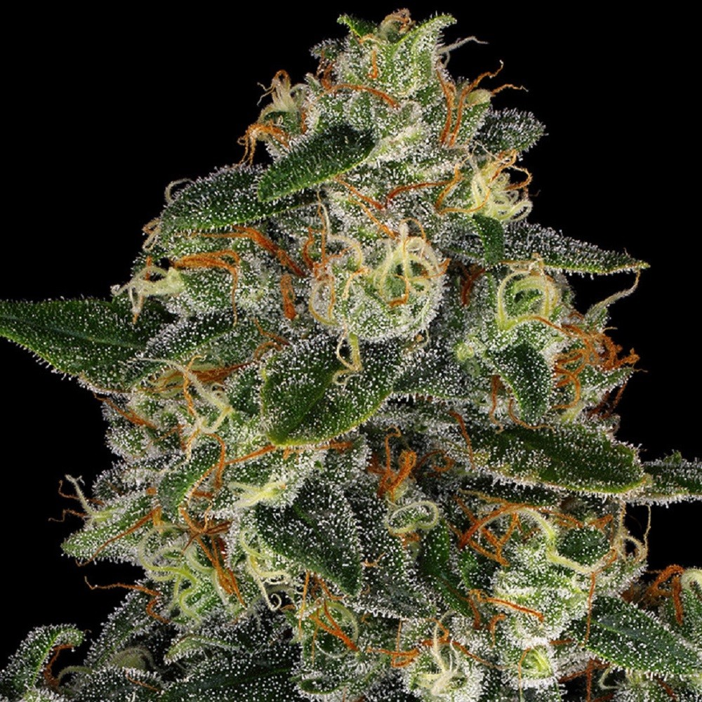 BLUE GELATO 41™ - graines...