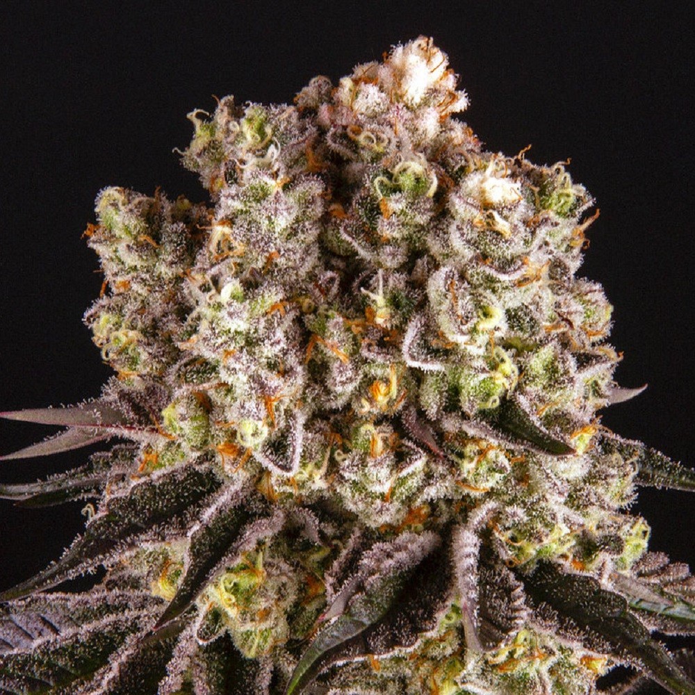 PURPLE PUNCH™  - graines de...