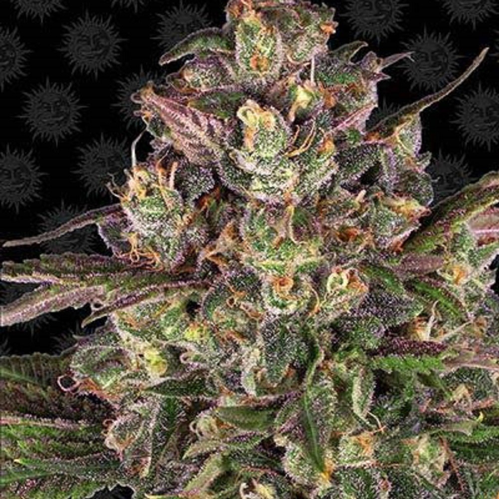 PEYOTE CRITICAL™  - graines...