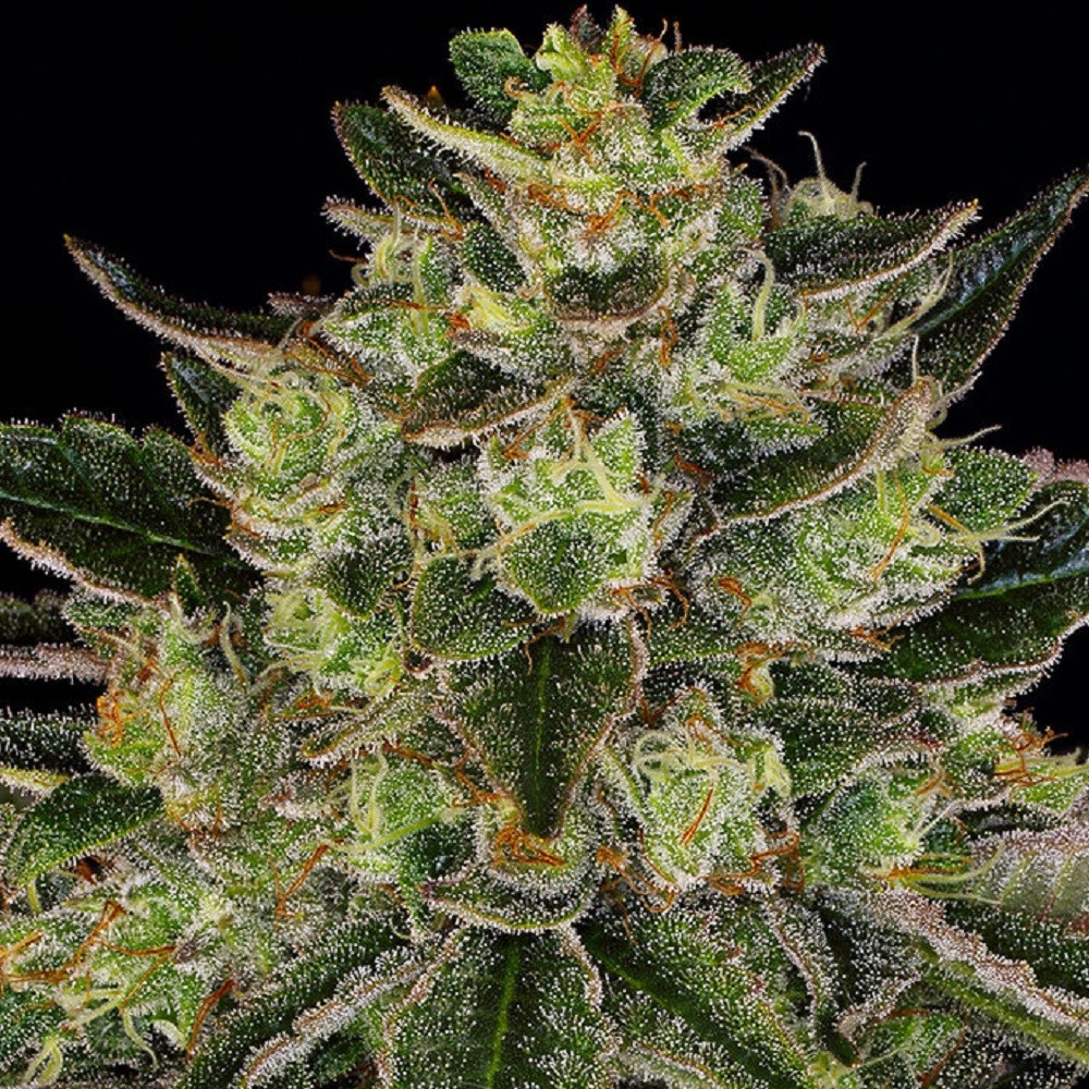 GORILLA ZKITTLEZ™ - graines...