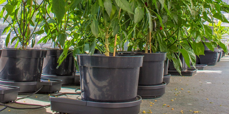 Arrosage automatique : les meilleurs matériels d'irrigation pour la culture indoor